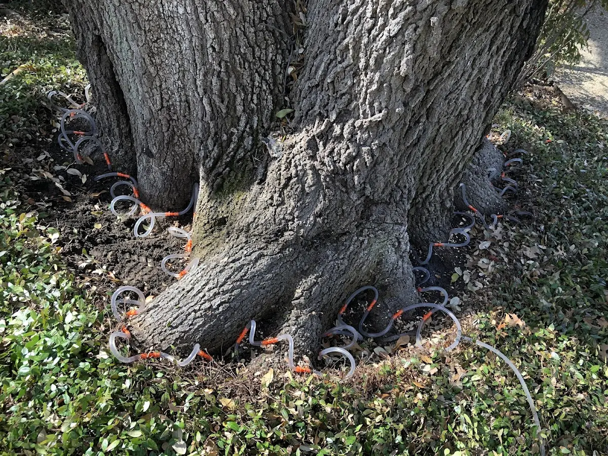 Detailed Tree Cabling and Bracing job site in Trumansburg