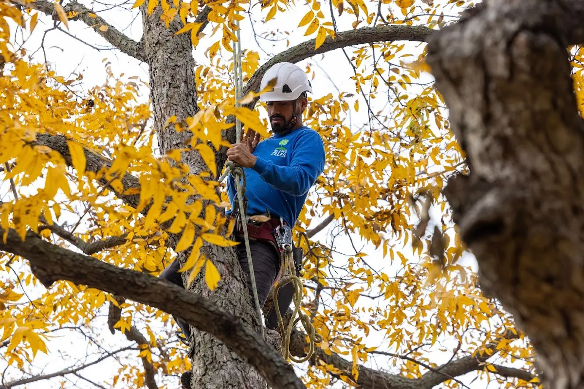 Skilled Tree Pruning crew working in Trumansburg
